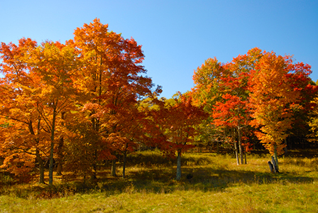 The vibrant, warm hues of autum create a stunning tapestry of colors that paint the landscape.