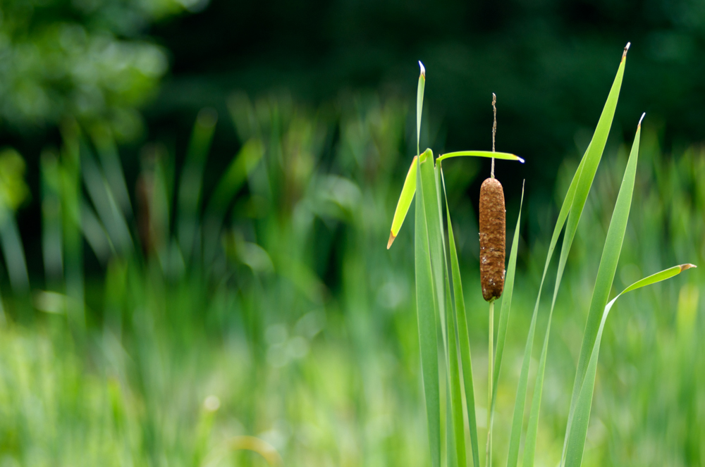 There are several areas around Parkersville where Cattails can be found.