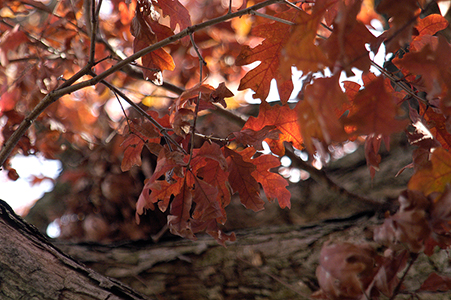 Welcome the crisp days of Fall and celebrate the season with a new, cozy Autumn stroll around Parkersville.