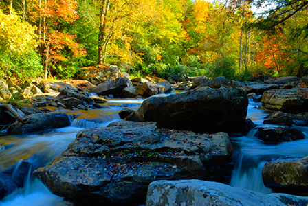 Willow Creek, crystal-clear water babbling over smooth rocks and surrounded by lush foliage, creates a peaceful and refreshing atmosphere.