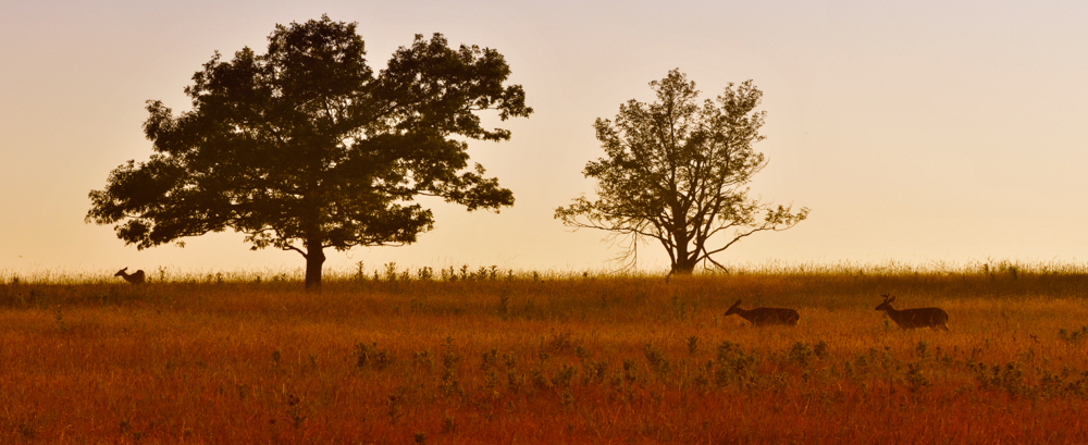 The morning silence is often broken by the sound of deer rustling through the underbrush.